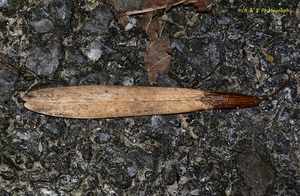 {Fraxinus americana}